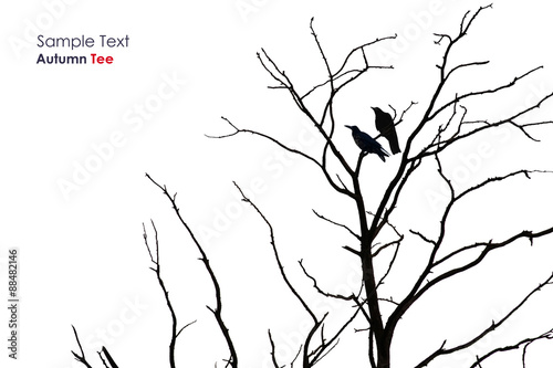 Tree silhouette with a crow