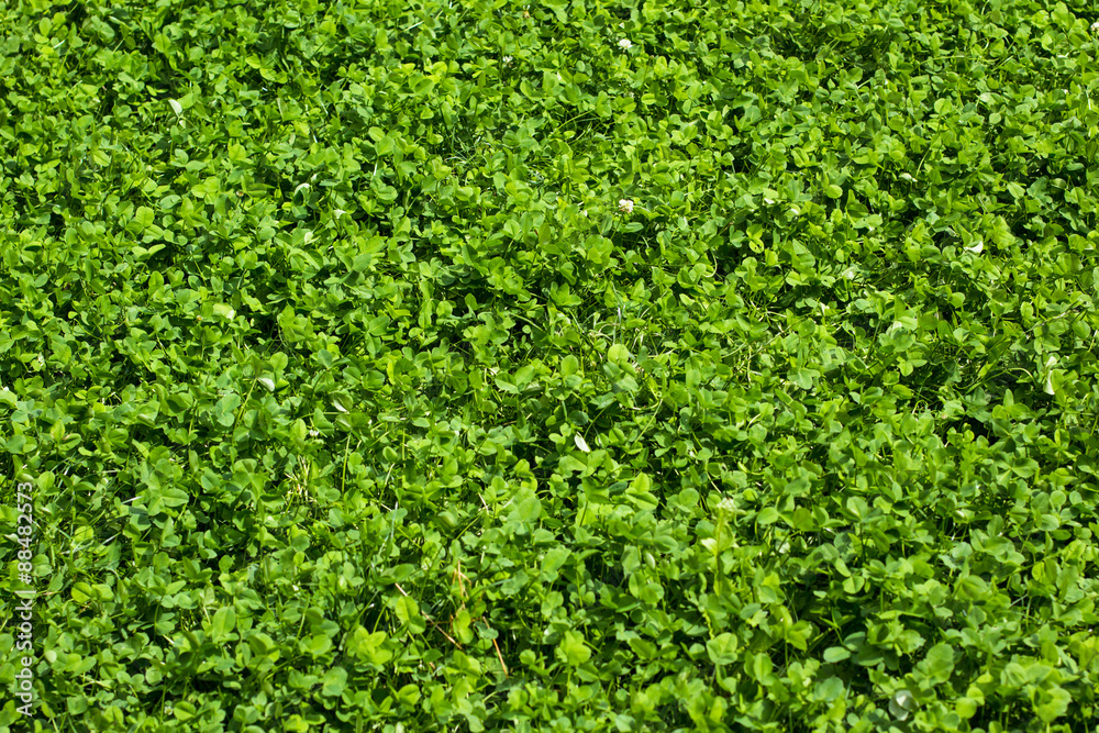 Lawn of clover leaves Lawn of clover leaves