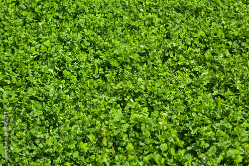 Lawn of clover leaves