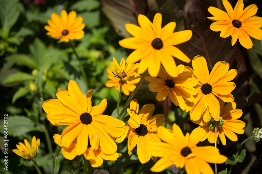 Goldkrone - Canna indica - Hybride