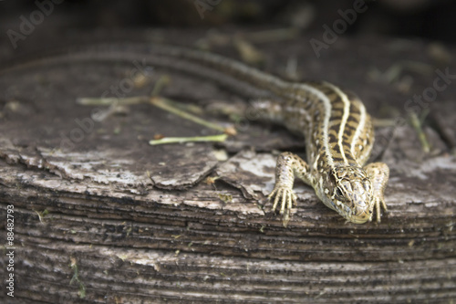Sand lizard sitting on a wooden stump