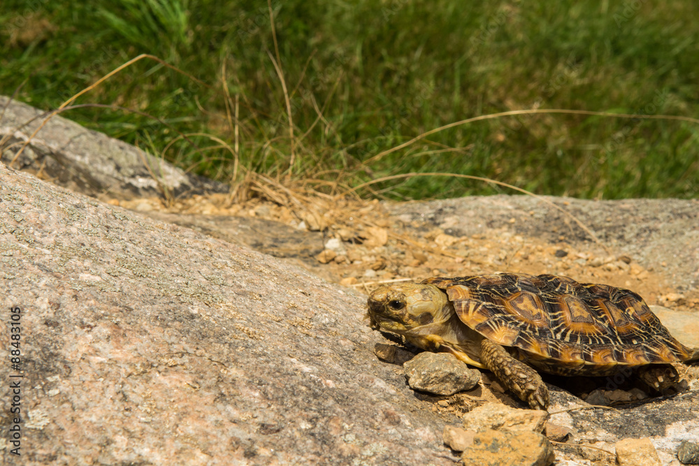 Fototapeta premium Pancake Tortoise