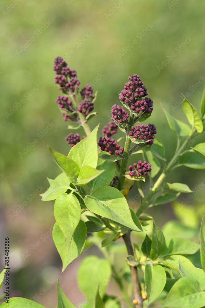 Obraz premium Syringa vulgari. Lilac flower. Flowering shrubs. Close up of pink flowers. Growing Lilac bushes.