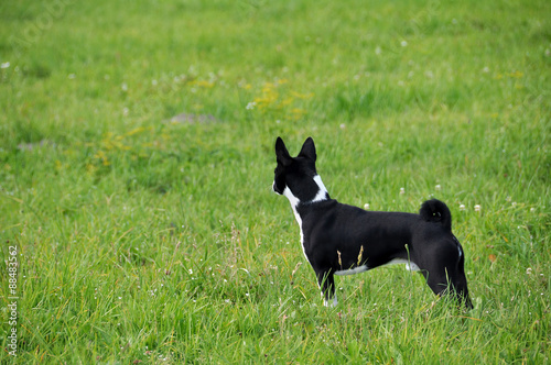 Black Basenji dog back in a field © zanna_
