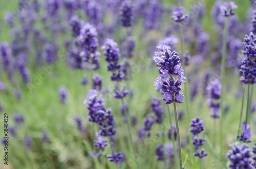 Close up lavender field in summer at biei hokkaido © Trusjom