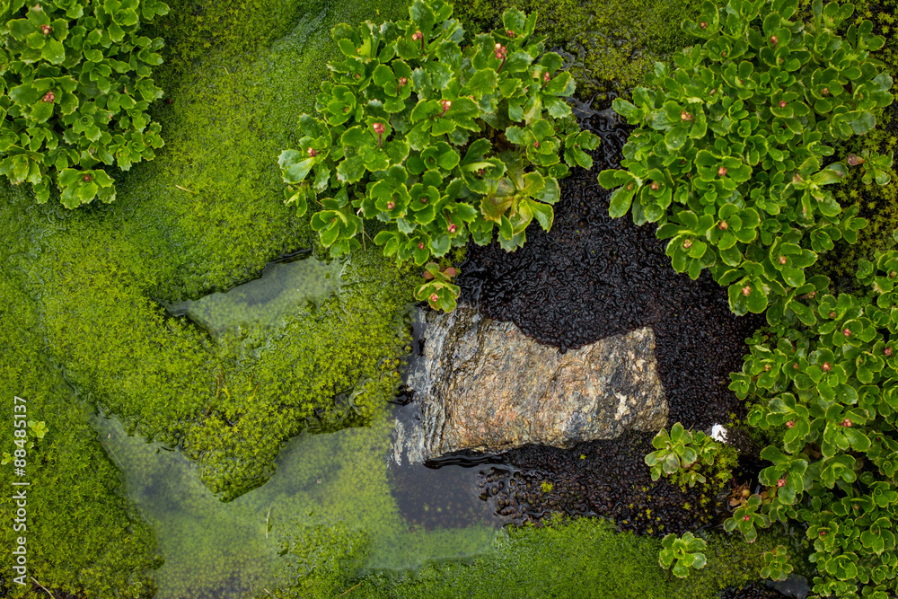 Marsh flowers and moss Marsh flowers and moss