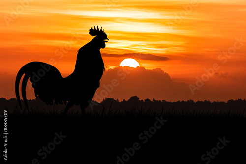 Canvas Print silhouette of Roosters crow on the lawn on orange sunrise backgr