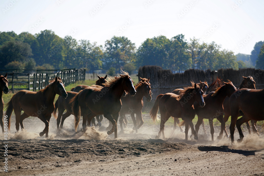 Herd of horses gallops through the ranch in sunset