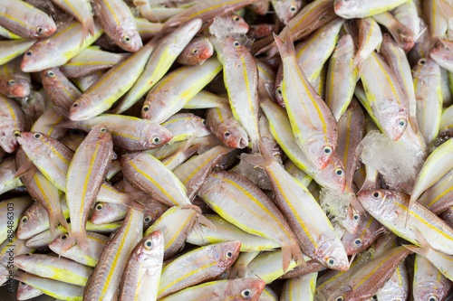 fish in the fresh market