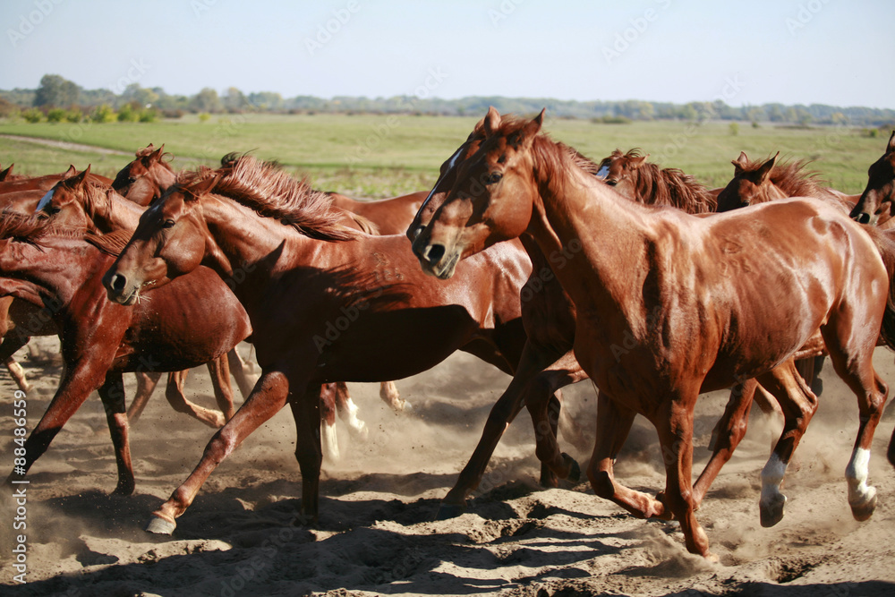 Herd of horses running through the desert summertime