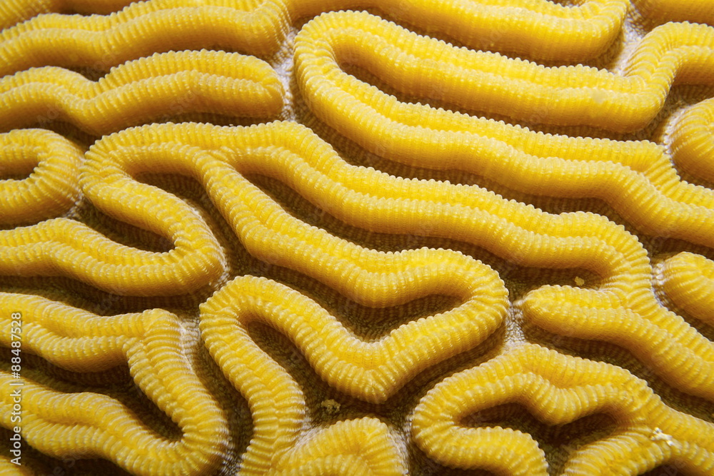 Obraz premium Grooved brain coral Diploria labyrinthiformis