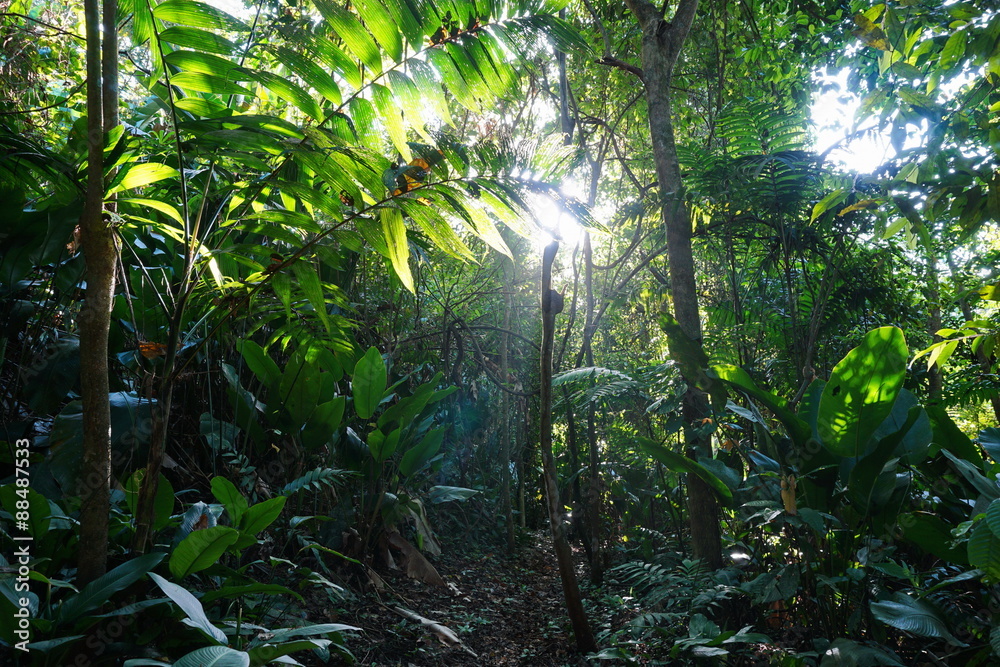 Obraz premium Jungle path through lush vegetation