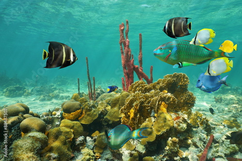 Corals and colorful tropical fish under the water
