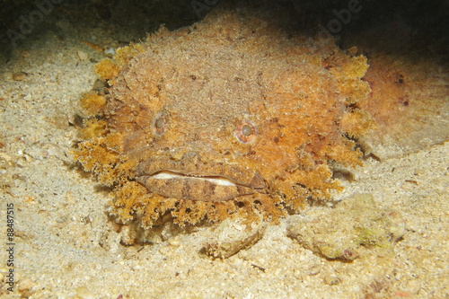 Fish head of Bearded toadfish Sanopus barbatus
