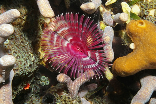 Marine life split-crown feather duster worm photo