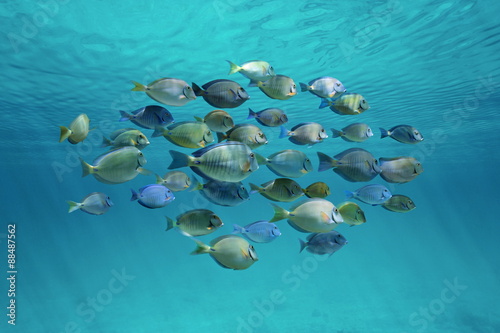 Tropical fish schooling below ripples of surface