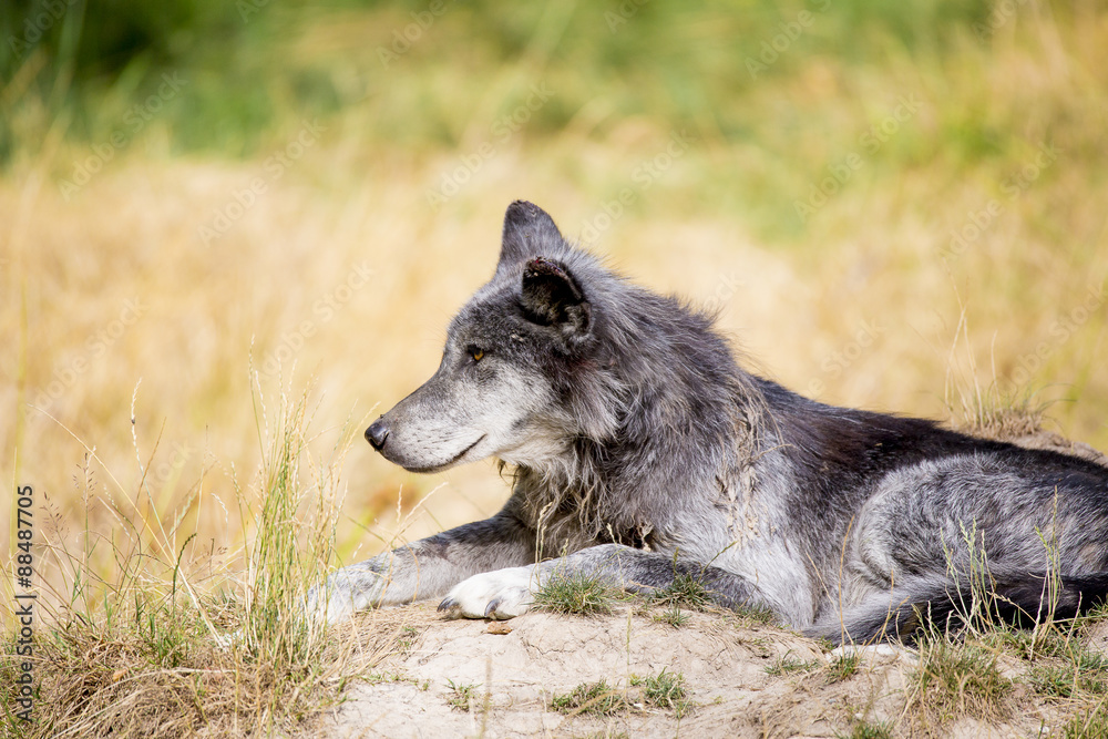 Fototapeta premium Loup noir Timberwolf