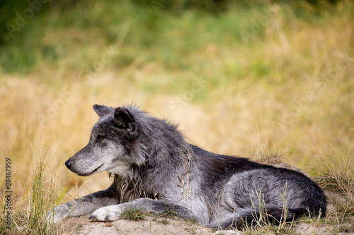 Loup noir Timberwolf © Jean-Paul Comparin