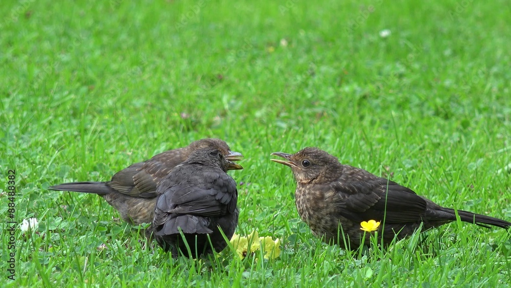 blackbird feeding on the meadow blackbird feeding on the meadow