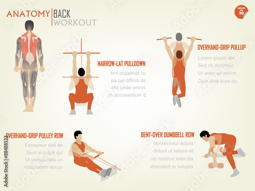beautiful design info graphic of abdominal back workout consist of narrow-lat pull down,overhead grip pull up,overhead grip pulley row,bent-over dumbbell row