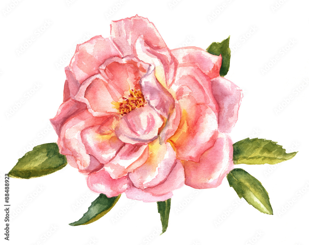  vintage style watercolour drawing of a pink English rose