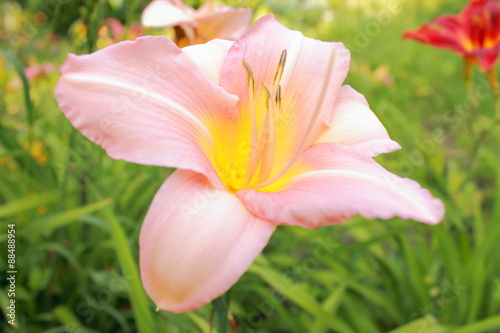 Lily in the garden 