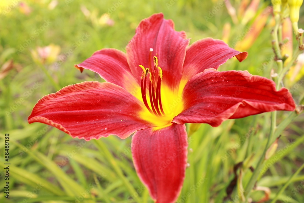 Lily in the garden 