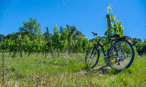 Slika na platnu Wine Tourism-Bicycle in Bordeaux vineyards