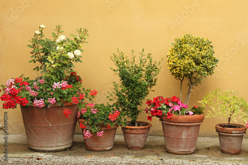 Fototapeta Naklejka Na Ścianę i Meble -  line of various plants in ceramic pots against stucco wall ,Tusc