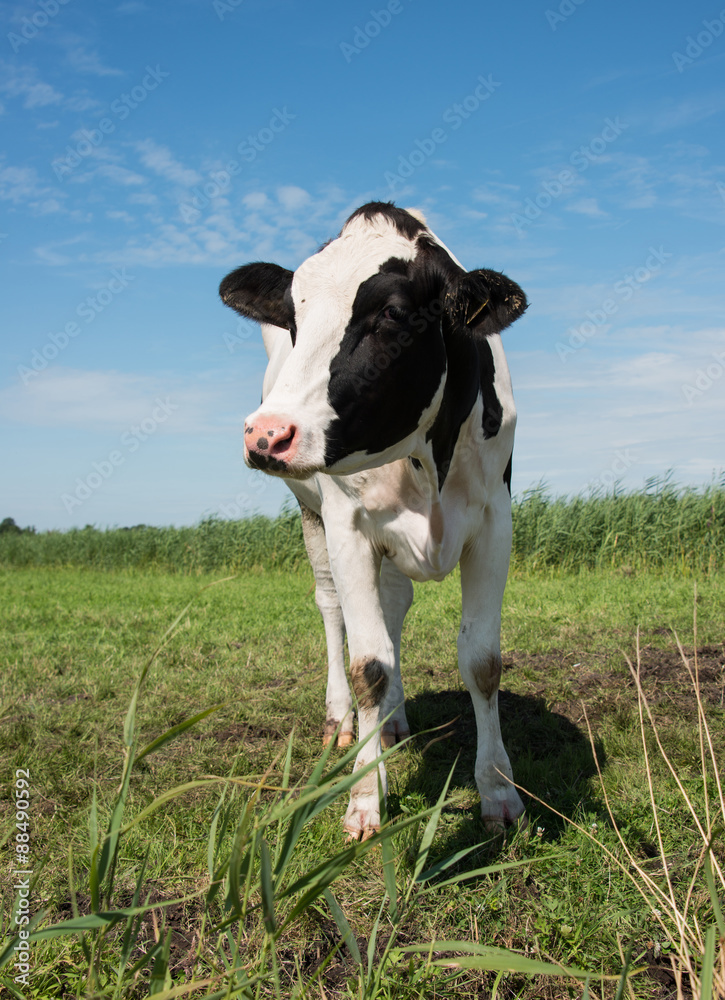 cow looking at camera
