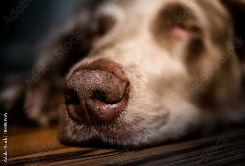 sleeping dog breed weimaraner