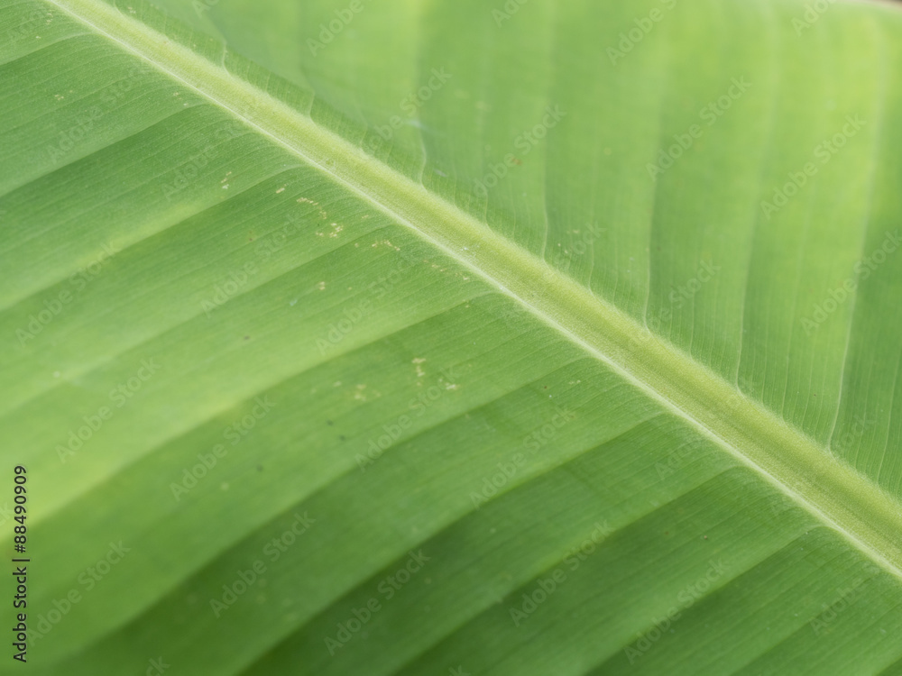 Banana leaf