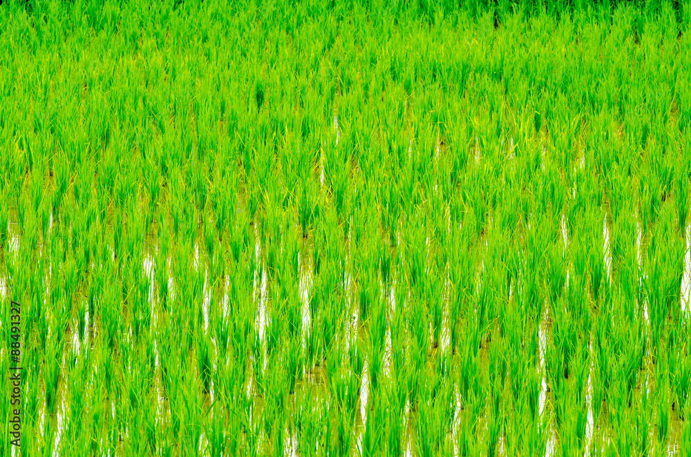 Fototapeta premium Young rice sprout