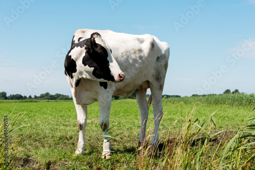 cow looking at camera