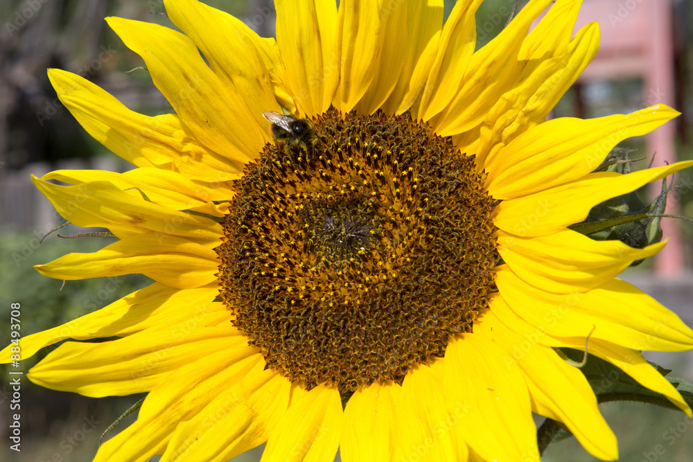 beautiful sunflower with a bee beautiful sunflower with a bee