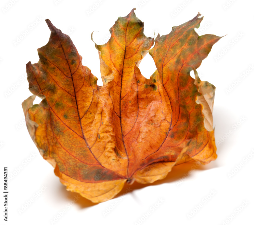 Fototapeta premium Dry autumn maple leaf on white background