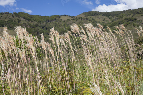 Poacea en paisaje colombiano