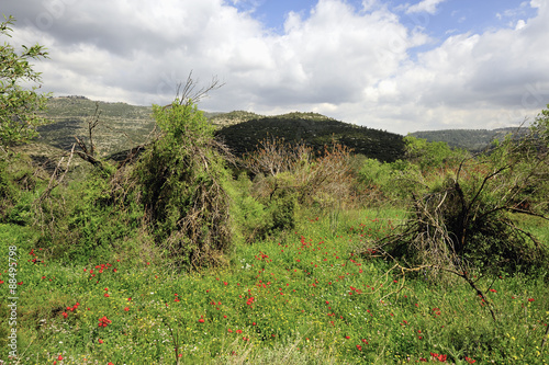 Spring flowering mountain landscape. photo