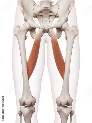 medically accurate muscle illustration of the adductor longus photo