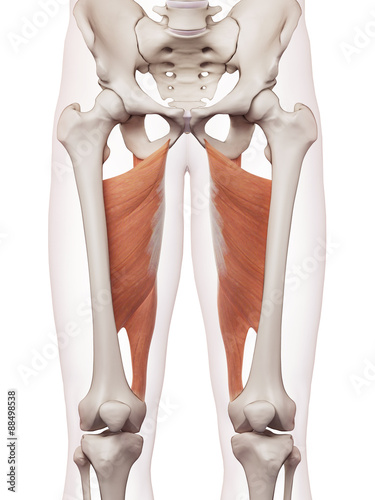 medically accurate muscle illustration of the adductor magnus photo
