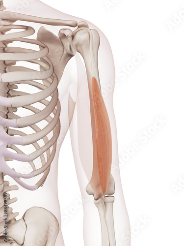 medically accurate muscle illustration of the biceps brachii long head