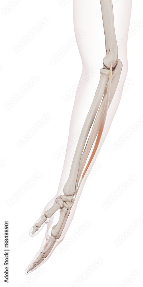 medically accurate muscle illustration of the extensor digiti minimi medically accurate muscle illustration of the extensor digiti minimi