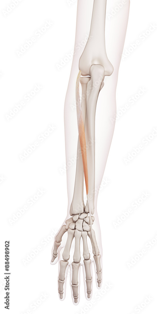 medically accurate muscle illustration of the extensor digiti minimi medically accurate muscle illustration of the extensor digiti minimi