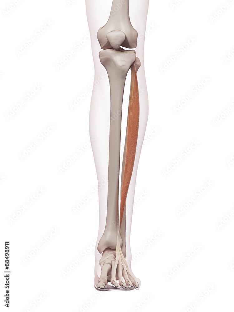 medically accurate muscle illustration of the extensor digitorum longus ...