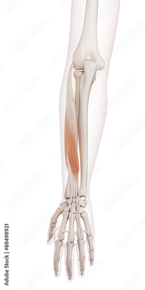 medically accurate muscle illustration of the extensor digitorum
