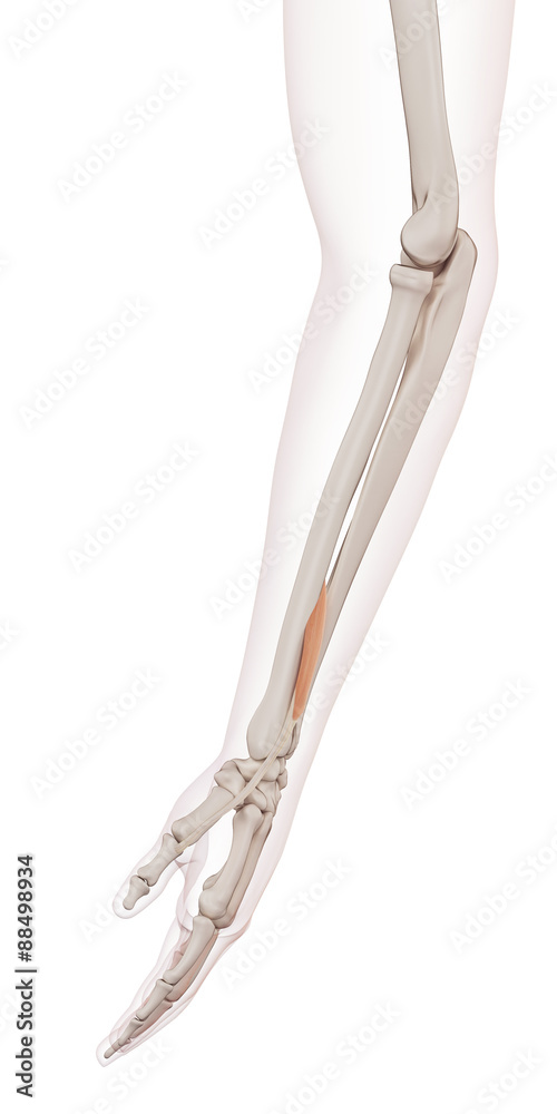 medically accurate muscle illustration of the extensor pollicis brevis medically accurate muscle illustration of the extensor pollicis brevis