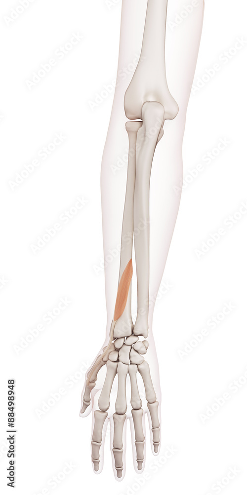 medically accurate muscle illustration of the extensor pollicis brevis medically accurate muscle illustration of the extensor pollicis brevis