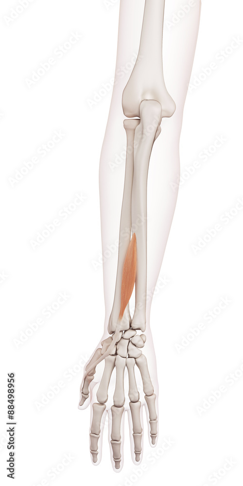 medically accurate muscle illustration of the extensor pollicis longus medically accurate muscle illustration of the extensor pollicis longus