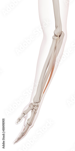 medically accurate muscle illustration of the extensor digiti minimi photo
