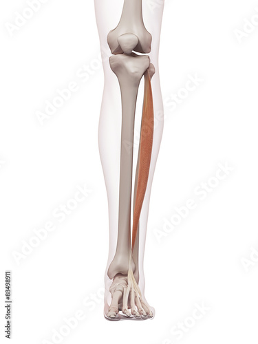 medically accurate muscle illustration of the extensor digitorum longus photo